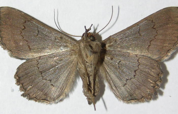Figura 2. Vista dorsal <i>Lesmone formularis</i> (Erebidae), envergadura alar 35 mm. Voucher: 09-SRNP-76232-DHJ522555.jpg.