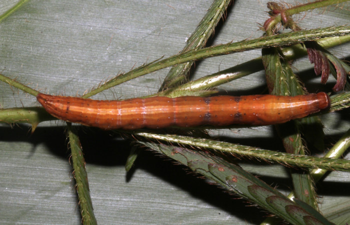 Figura 6. Larva de <i>Lesmone formularis</i> (Erebidae). Vista dorsal, último estadío 49 mm. Voucher: 18-SRNP-32105-DHJ748335.jpg.