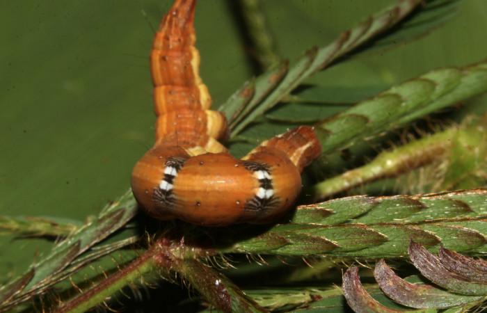 Figura 9. Larva de <i>Lesmone formularis</i> (Erebidae). Dorsal torax, último estadío 49 mm. Voucher: 18-SRNP-32105-DHJ748338.jpg.