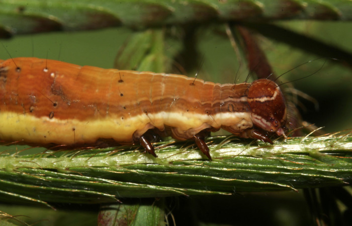 Figura 10. Larva de <i>Lesmone formularis</i> (Erebidae). Cabeza de lado, último estadío 49 mm. Voucher: 18-SRNP-32105-DHJ748342.jpg.