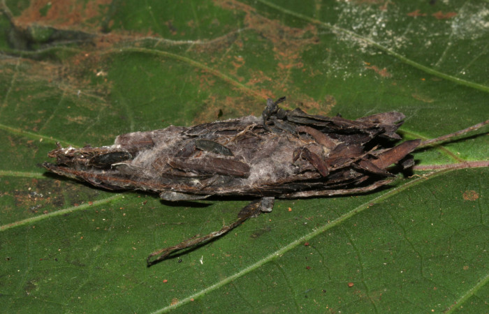 Figura 12. Capullo de <i>Lesmone formularis</i> (Erebidae). Capullo 50 mm. Foto 21/diciembre/2018. Voucher: 18-SRNP-32105-DHJ748503.jpg.