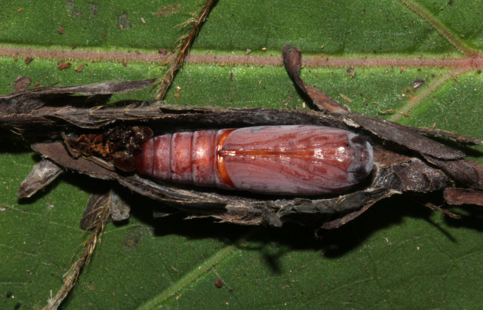 Figura 15. Pupa ventral de <i>Lesmone formularis</i> (Erebidae). Pupa 20 mm. Foto: 21/diciembre/2018. Voucher: 18-SRNP-32105-DHJ748505.jpg.