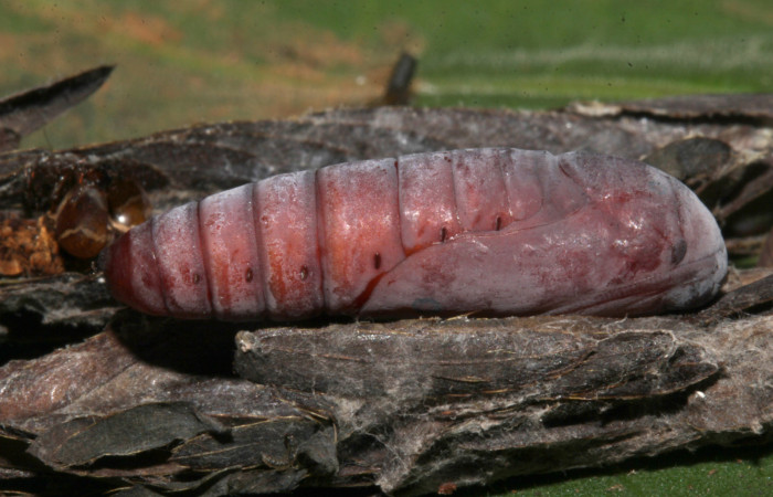 Figura 13. Pupa lateral de <i>Lesmone formularis</i> (Erebidae). Pupa 20 mm. Foto: 21/diciembre/2018. Voucher: 18-SRNP-32105-DHJ748506.jpg.