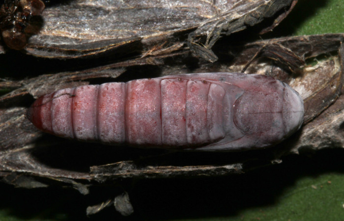 Figura 14. Pupa dorsal de <i>Lesmone formularis</i> (Erebidae). Pupa 20 mm. Foto: 21/diciembre/2018. Voucher: 18-SRNP-32105-DHJ748507.jpg.