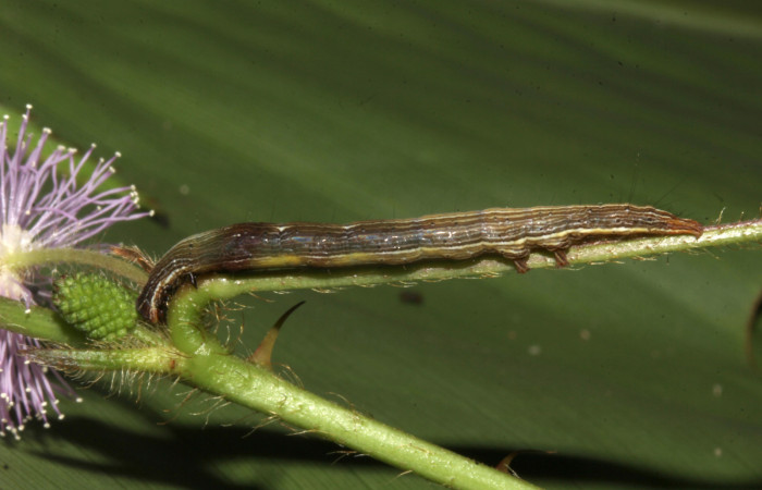 Figura 3. Larva de <i>Lesmone formularis</i> (Erebidae). Vista lateral, penultimo estadío 32 mm. Voucher: 18-SRNP-32106-DHJ748345.jpg.