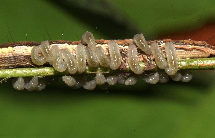 Figura 21. Parásitos de la larva  <i>Lesmone formularis</i> (Erebidae), estadio intermedio 33 mm. Larvas de Braconidae. Sector Pitilla. Foto: 09/Enero/2019. Voucher: 19-SRNP-30015-DHJ748560.jpg.