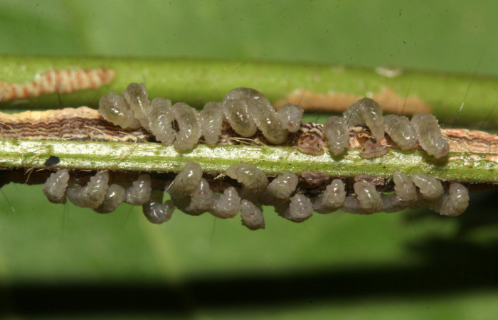 Figura 22. Parásitos de la larva <i>Lesmone formularis</i> (Erebidae), estadio intermedio 33 mm. Larvas de Braconidae. Sector Pitilla. Foto: 09/Enero/2019. Voucher: 19-SRNP-30015-DHJ748561.jpg.