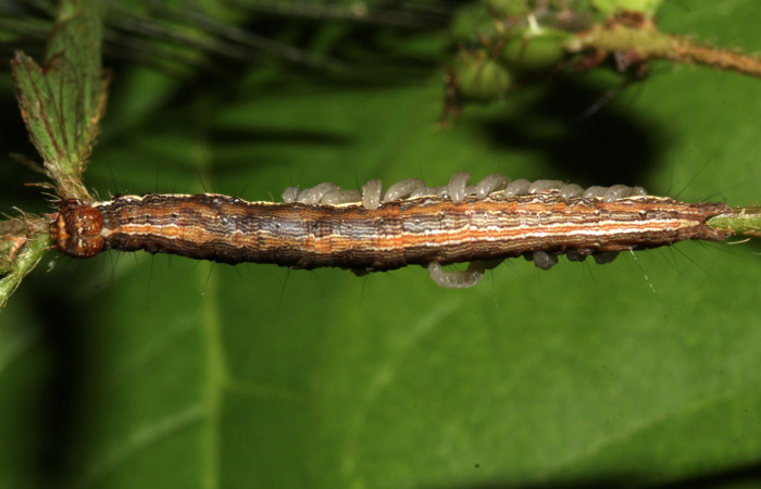 Figura 17. Parásitos de la larva <i>Lesmone formularis</i>  (Erebidae), estadio intermedio 33 mm. Larvas de Braconidae. Sector Pitilla. Foto: 09/Enero/2019. Voucher: 19-SRNP-30015-DHJ748564.jpg.
