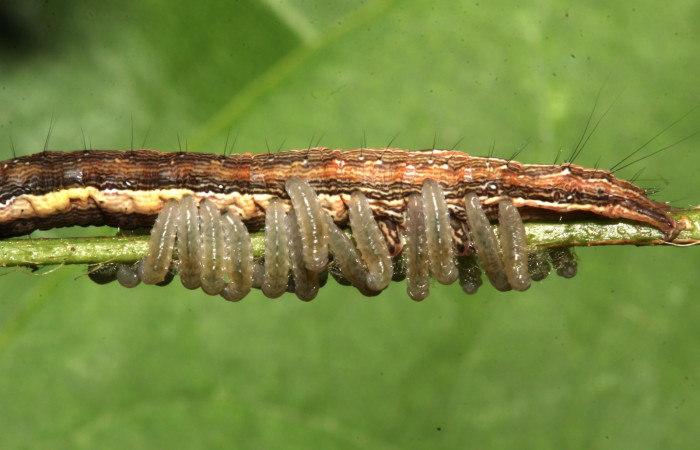 Figura 18. Parásitos de la larva <i>Lesmone formularis</i> (Erebidae), estadio intermedio 33 mm. Larvas de Braconidae. Sector Pitilla. Foto: 09/Enero/2019. Voucher: 19-SRNP-30015-DHJ748566.jpg.