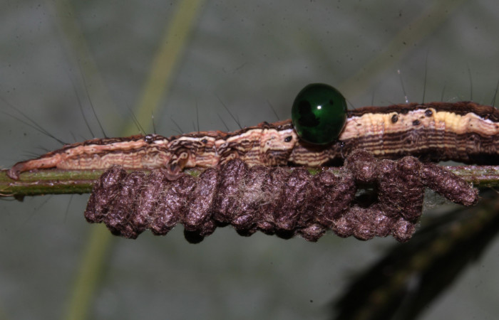 Figura 25. Larva de <i>Lesmone formularis</i> (Erebidae). estadio intermedio 33 mm. Capullos de Braconidae. Sector Pitilla. Foto: 09/Enero/2019. Voucher: 19-SRNP-30015-DHJ748570.jpg.