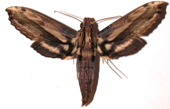 Figura 13. Adulto de <i>Xylophanes kaechi</i> (Sphingidae), macho vista dorsal, localidad Rio Blanco Abajo, Sector San Cristobal ACG (500m). Voucher: 01-SRNP-11907-DHJ35602.jpg.