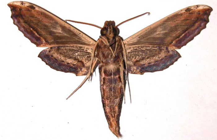 Figura 14. Adulto de <i>Xylophanes kaechi</i> (Sphingidae), macho vista ventral, localidad, Tangelo Sector Del OroACG (410m). Voucher: 01-SRNP-11907-DHJ35603.jpg.