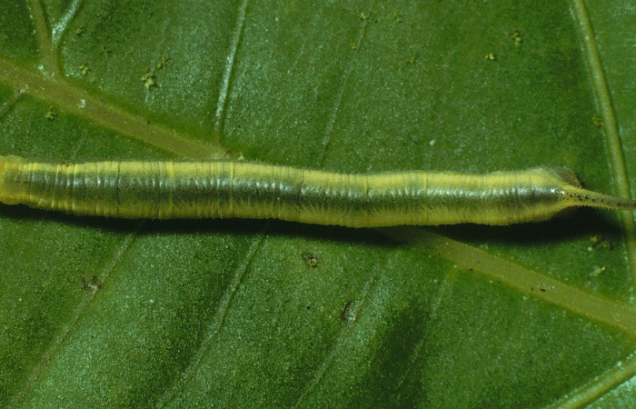 Figura 4. Larva <i>Xylophanes kaechi</i> (Sphingidae), en tercer r estadío (PPPU), vista dorsal, localidad San Lucas, Sector Rincon Rain Forest ACG (320m). Voucher: 03-SRNP-11920-DHJ76038.jpg.