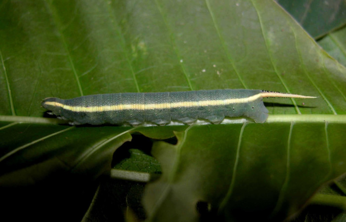 Figura 6. Larva <i>Xylophanes kaechi</i> (Sphingidae), en penúltimo estadío (PU),  vista lateral, localidad Quebrada Lajosa, Sector Del Oro ACG (400m). Voucher: 03-SRNP-15655-DHJ400932.jpg.