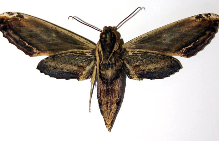 Figura 16. Adulto de <i>Xylophanes kaechi</i> (Sphingidae), hembra vista dorsal, localidad Montanya Figueres, Sector Rincon Rain Forest ACG (460m). Voucher: 04-SRNP-41298-DHJ95099.jpg.