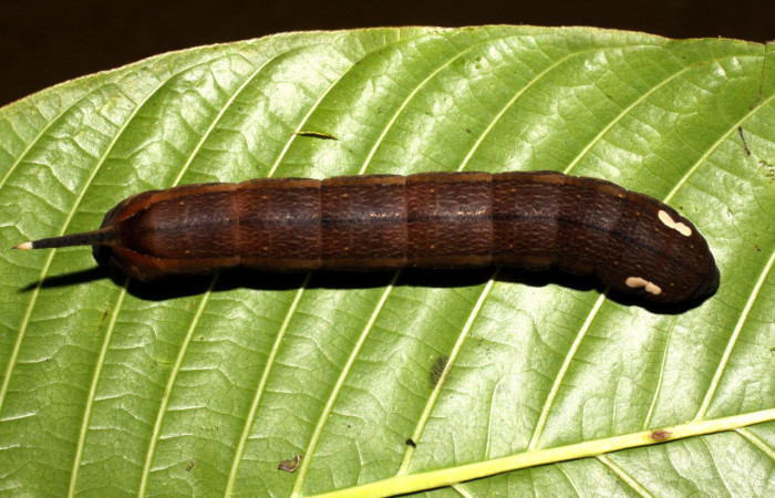 Figura 9. Larva <i>Xylophanes kaechi</i> (Sphingidae), en último estadío (U), vista dorsal, localidad San Lucas. Sector Rincon Rain Forest ACG (320m).. Voucher: 10-SRNP-41113-DHJ468827.jpg.