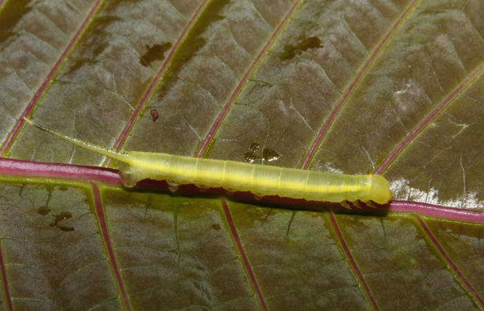 Figura 3. Larva <i>Xylophanes kaechi</i> (Sphingidae), en primer estadío (PPPU), vista dorsal, localidad Camino Rio Niño, Sector Rincon Rain Forest ACG (326m). Voucher: 15-SRNP-26308-DHJ730158.jpg.
