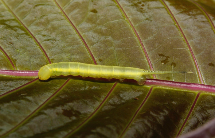 Figura 2. Larva <i>Xylophanes kaechi</i> (Sphingidae), en primer estadío (PPPU), vista lateral, localidad Camino Rio Niño, Sector Rincon Rain Forest ACG (326m). Voucher: 15-SRNP-26308-DHJ730160.jpg.