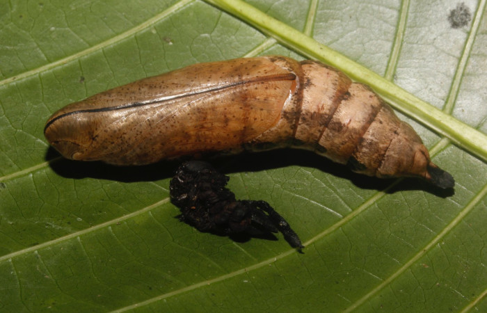 Figura 12. Pupa de <i>Xylophanes kaechi</i> (Sphingidae), vista dorsal, localidad Sendero Granero, Sector Rincon Rain Forest ACG (349m). Voucher: 15-SRNP-26766-DHJ730346.jpg.