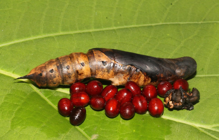 Figura 19. Puparios de la familiaTachinidae see voucher , junto restos de pupa <i>Xylophanes kaechi</i> (Sphingidae).  localidad Sendero Venado, Sector Rincon Rain Forest ACG (420m). Voucher: 16-SRNP-40020-DHJ724718.jpg.