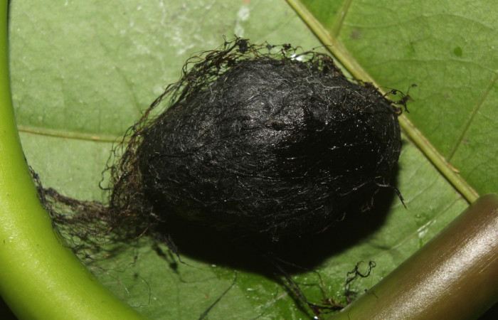 Figura 18. Capullo de la familia Ichneumonidae, <i>Thyreodon whitfieldi</i>, parásito de <i>Xylophanes kaechi</i> (Sphingidae).  Localidad Bullas, Sector Pitilla ACG (440m). Voucher: 18-SRNP-70734-DHJ742052.jpg.