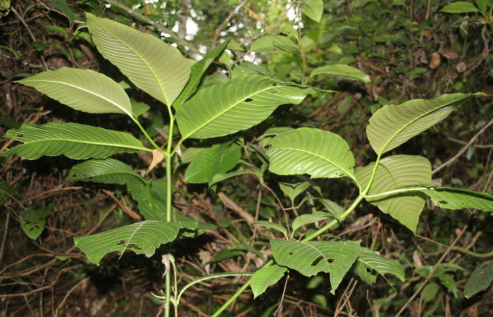 Figura 20. Planta hospedera de <i>Xylophanes kaechi</i> (Sphingidae), esta planta se llama <i>Palicourea guianensis</i> (Rubiaceae), localidad Estación Biológica Quica Sector Pitilla ACG (470m). Foto; Ricardo Calero 30 setiembre 2025.