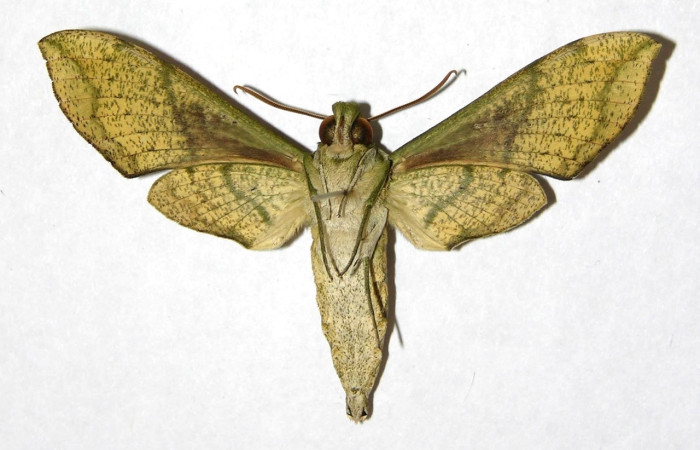 Fig. 4 Adulto <i> Xylophanes pistacina</i> (Sphingidae), macho vista ventral mide 63mm. Sendero Tigre, Sector El Hacha, 280 m. 05-SRNP-22330-DHJ319083.