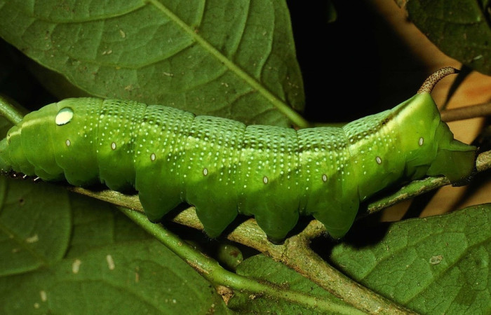 Fig. 5 Larva <i> Xylophanes pistacina</i> (Sphingidae), vista dorsal mide 82mm. Quebrada  San Pancho, Sector Horizontes, 90 m. 01-SRNP-2579-DHJ62796.jpg