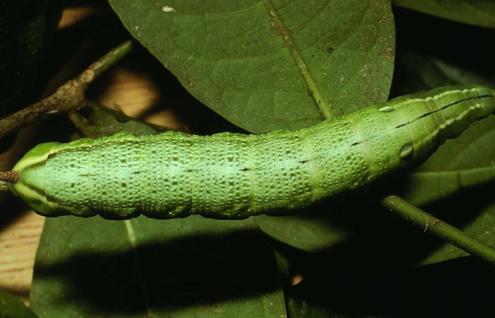 Fig. 6 Larva <i> Xylophanes pistacina</i> (Sphingidae), vista dorsal mide 82mm. Quebrada  San Pancho, Sector Horizontes, 90 m. 01-SRNP-2579-DHJ62779.jpg