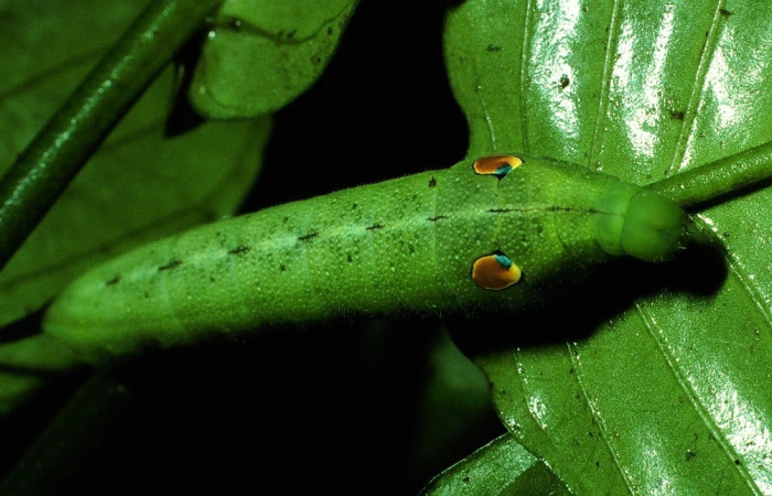 Fig. 7 Larva <i> Xylophanes cyrene</i> (Sphingidae), vista dorsal mide 40mm. Quebrada  San Pancho, Sector Horizontes, 90 m. 01-SRNP-6969-DHJ63735.jpg