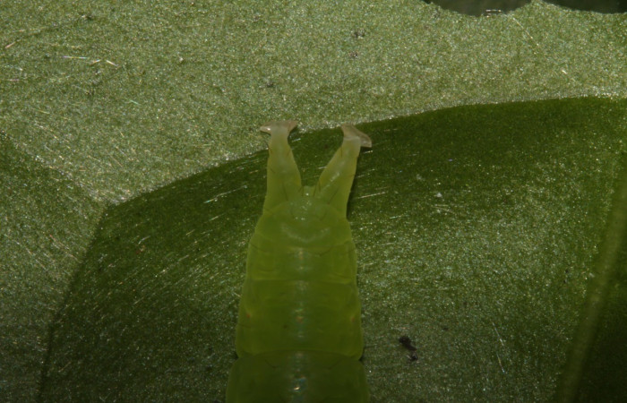 Figura 10. Parte posterior <i>Agyra</i> marchandiDHJ04, (Erebidae), en la planta <i>Chione venosa</i> (Rubiaceae). Sector Pitilla, Estación Biológica Pitilla, (elevación 675 metros). Colectada 12 junio 2014. (14-SRNP-30770-DHJ720931.jpg).