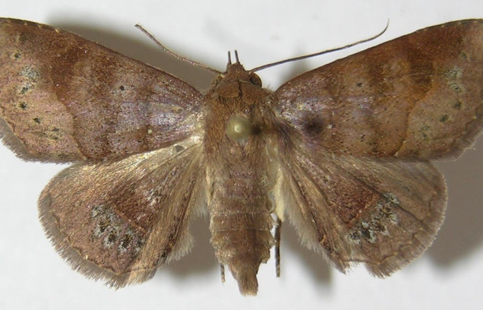 Figura 12. Adulto  <i>Agyra</i> marchandiDHJ04, (Erebidae), posición vista dorsal. ( 09-SRNP-56372-DHJ522238).
