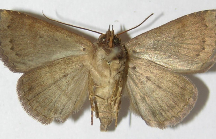 Figura 13. Adulto  <i>Agyra</i> marchandiDHJ04, (Erebidae), posición vista dorsal. ( 09-SRNP-56372-DHJ522239).