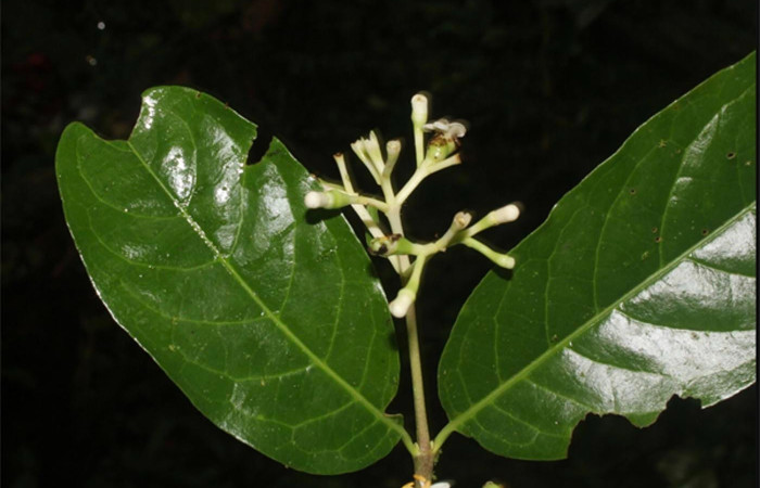 Figura 14. Hojas y flores <i>Chione venosa</i>, (Rubiaceae), hospedera de <i>Agyra</i> marchandiDHJ04, (Erebidae).