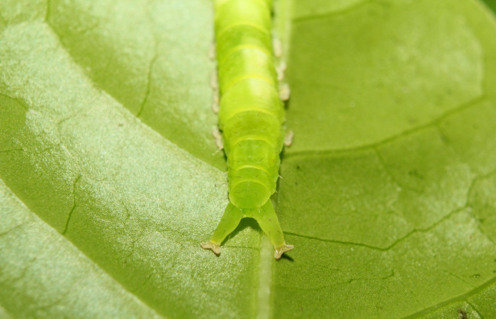 Figura 3. Parte posterior <i>Agyra</i> marchandiDHJ04, (Erebidae), en la planta <i>Chione venosa</i> (Rubiaceae). Sector Pitilla, Sendero Manguera, (elevación 470 metros). Colectada 30 mayo 2017. (17-SRNP-71823-DHJ738374.jpg).