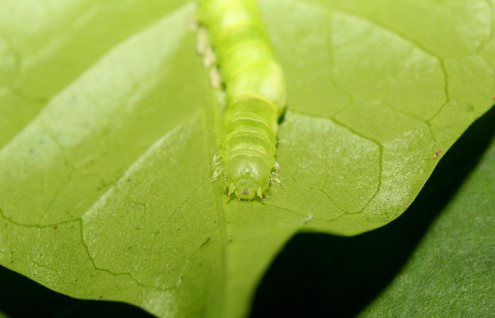 Figura 4.Cabeza <i>Agyra</i> marchandiDHJ04, (Erebidae), en la planta <i>Chione venosa</i> (Rubiaceae). Sector Pitilla, Sendero Manguera, (elevación 470 metros). Colectada 30 mayo 2017. (17-SRNP-71823-DHJ738375.jpg).