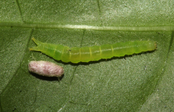 Figura 5. Capullo de parásito Glyptapanteles Whitfield70, de la familia (Braconidae), puesto en la larva <i>Agyra</i> marchandiDHJ04, (Erebidae), (17-SRNP-31453-DHJ739137.jpg).