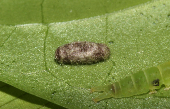Figura 6. Capullo de parásito Glyptapanteles Whitfield70, de la familia (Braconidae), puesto en la larva <i>Agyra</i> marchandiDHJ04, (Erebidae), (17-SRNP-31454-DHJ739141.jpg).