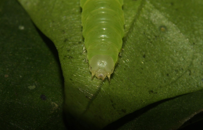 Figura 9. Cabeza <i>Agyra</i> marchandiDHJ04, (Erebidae), en la planta <i>Chione venosa</i> (Rubiaceae). Sector Pitilla, Estación Biológica Pitilla, (elevación 675 metros). Colectada 12 junio 2014. (14-SRNP-30770-DHJ720929.jpg).