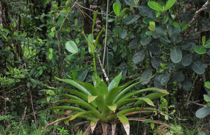 Fig. 01. <i>Werauhia sanguinolenta</i>. Estación Pitilla, 12 Set. 2025.Habito e iniciación floración.