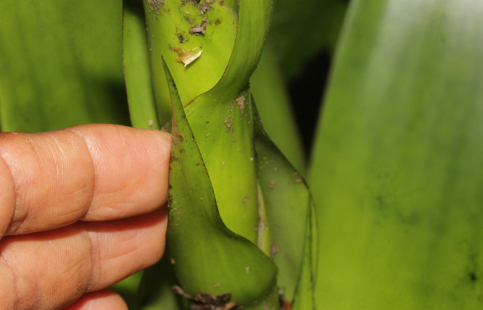 Fig. 04. Werauhia sanguinolenta, 12 Set. 2025. Vista de una bráctea medial del escapo.