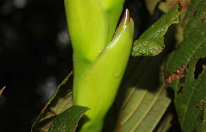 Fig. 06. Werauhia sanguinolenta, 12 Set. 2025. Vista de flor iniciando su salida desde su bráctea protectora.