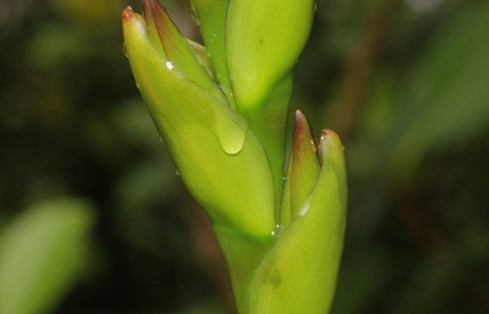 Fig. 09. <i>Werauhia sanguinolenta</i>. Estación Pitilla, 16 Set. 2025. Vista frontal de un ramo.