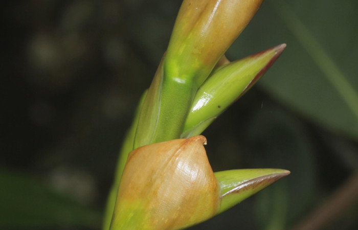 Fig. 11. <i>Werauhia sanguinolenta</i>. Estación Pitilla, 23 Set. 2025. Vista lateral de un botones florales.
