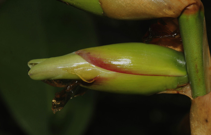 Fig. 13. <i>Werauhia sanguinolenta</i>. Estación Pitilla, 01 Oct 2025, vista lateral de flor abierta noche de 30 Set 2025.