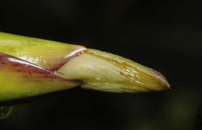 Fig.15. <i>Werauhia sanguinolenta</i>. Estación Pitilla, 01 Oct 2025, vista lateral de flor cerrada.