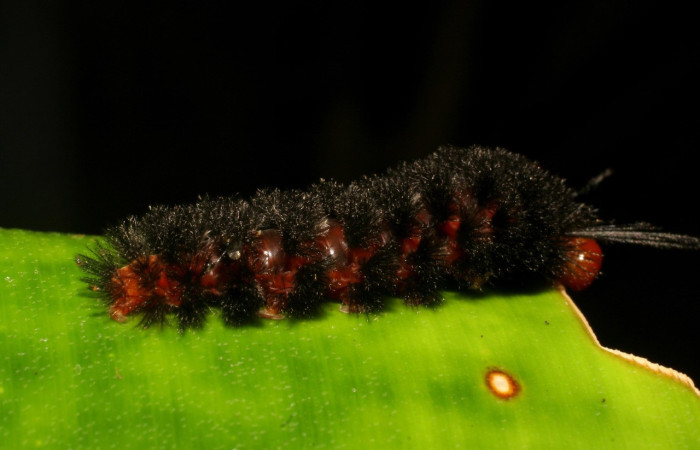 Fig. 17. Larva de de Coreura phoenicides (Erebidae) en último estadío, vista lateral, se alimenta del follaje de Werauhia sanguinolenta. Voucher: 08-SRNP-40401-DHJ435922.jpg.