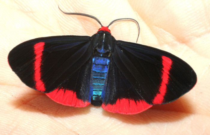 Fig. 20. Adulto de Coreura phoenicides (Erebidae), su larva fue criada alimentándose del  follaje de Werauhia sanguinolenta. Voucher: 09-SRNP-40212-DHJ452508.jpg.