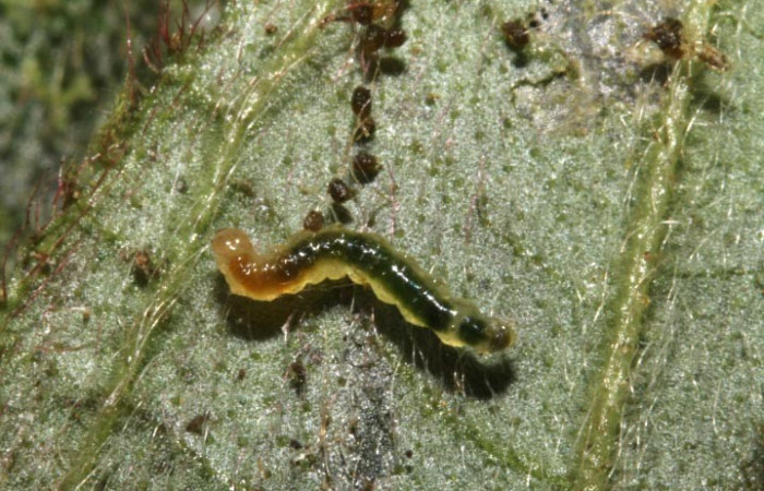 Figura. 10 Larva spiloBioLep01 BioLep312, (Crambidae), posición dorsal entero
alimentándose en <i>Columnea purpurata</i>, (Gesneriaceae). (12-SRNP-44614-DHJ707328.JPG).