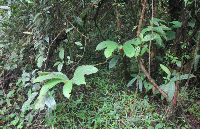 Figura. 1 Habitad, <i>Columnea purpurata</i>, (Gesneriaceae). Area de Conservación Guanacaste, Sector Rincón
Rain Forest, Estación Leiva selva. Sendero cafecito, (elevación 461 metros), colectada el 6 de septiembre
2025. Foto, Jorge Hernández.